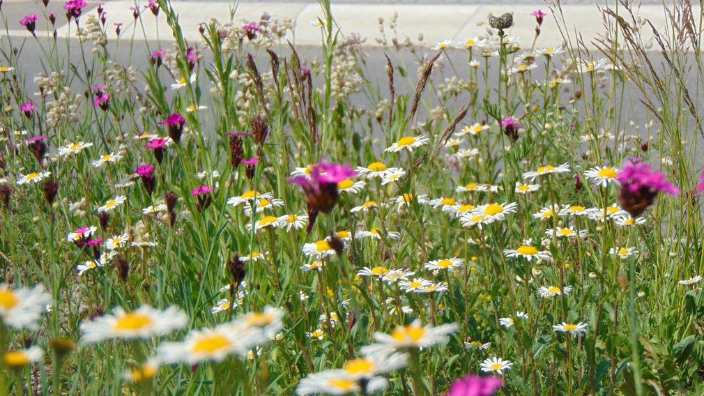 Nahaufnahme einer Blumenwiese.