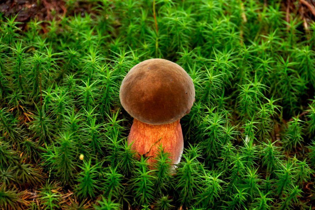 Ein Pilz umgeben von grünen Pflanzen.