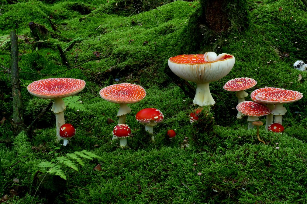 Fliegenpilze im Wald.