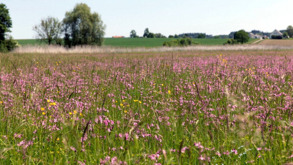 Blick auf eine bunte Blumenwiese.