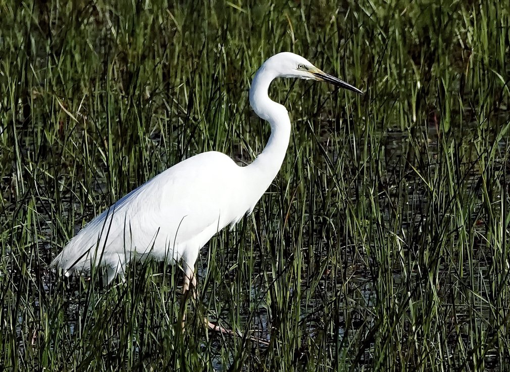 Ein weißer Silberreiher in einer Wiese.