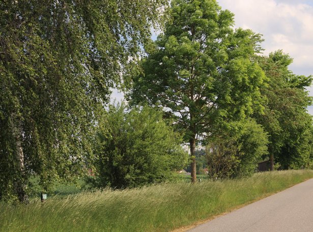 Blick auf grüne Sträucher und Bäume in der Landschaft.