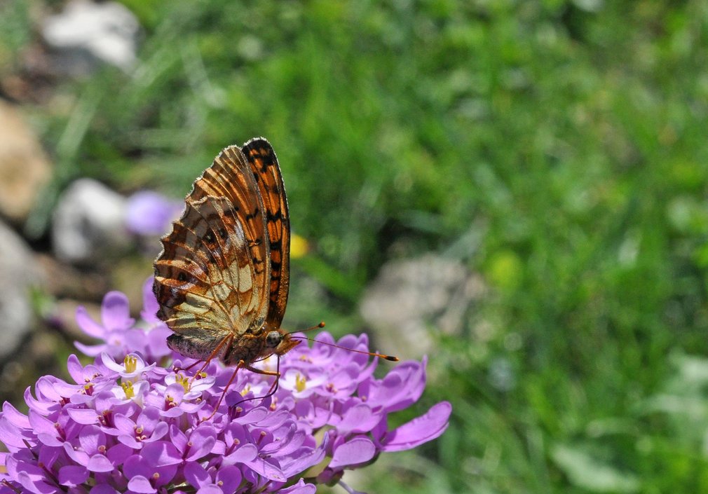 Ein oranger Schmetterling sitzt auf einer violetten Blume.