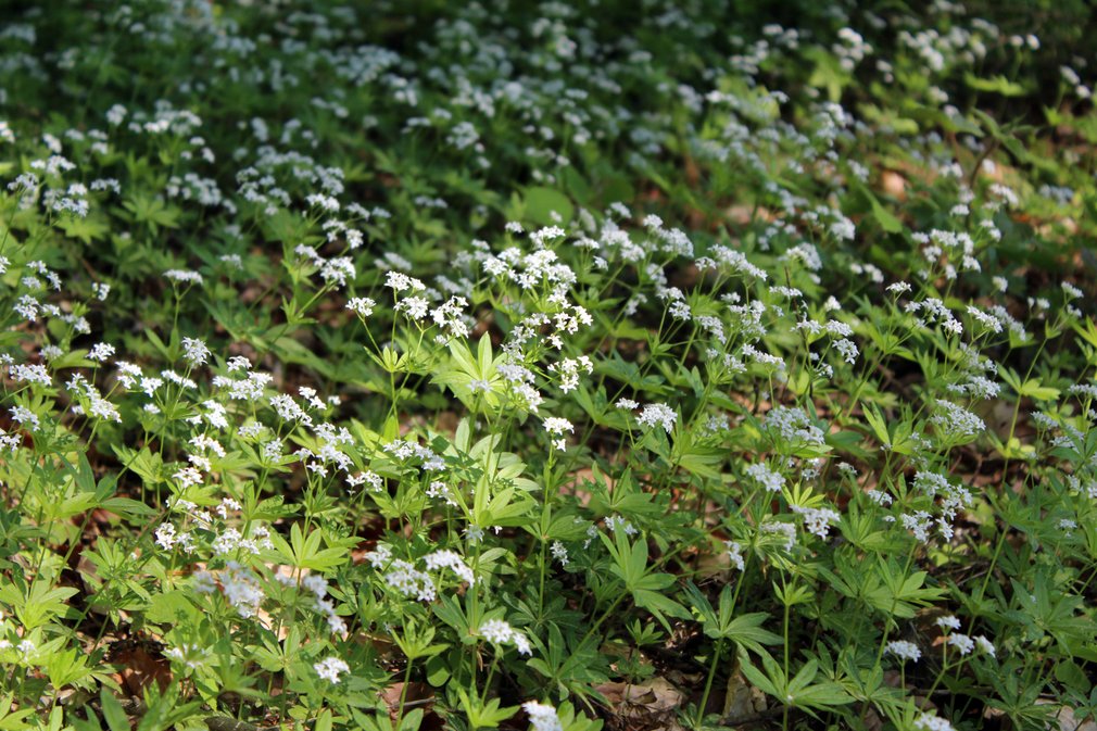 Waldmeisterpflanzen auf dem Waldboden.