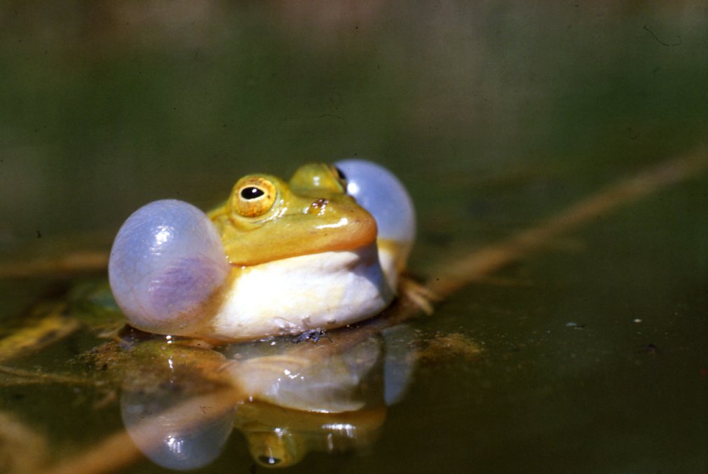 Wasserfrosch mit aufgeblasenen Wangen.