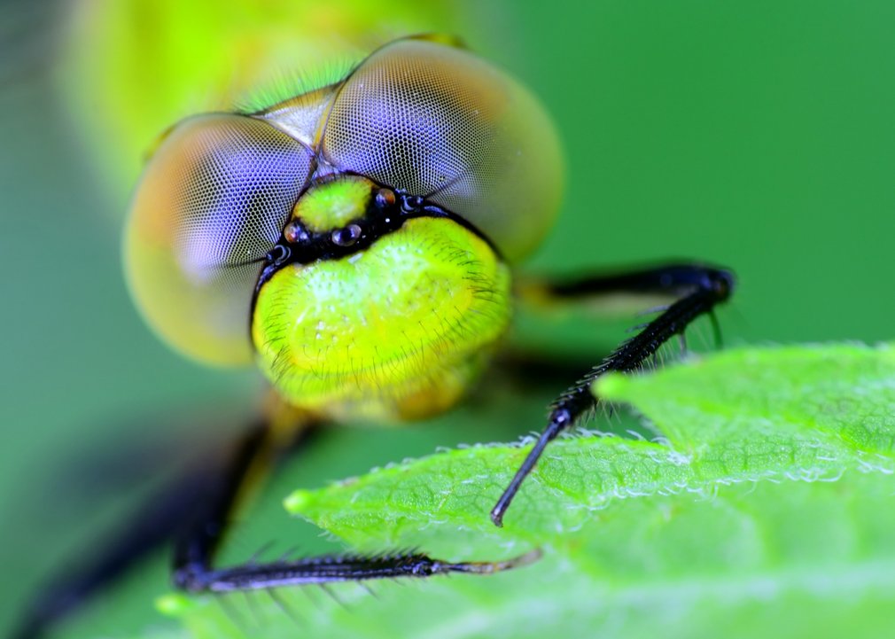Makroaufnahme des Kopfes einer Libelle.