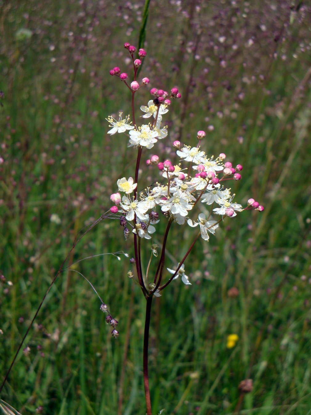 Weiße Blumen in einer Wiese.