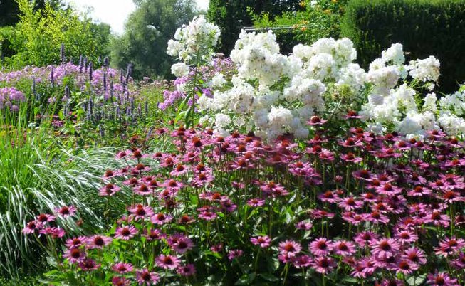 Verschiedene bunte Blumen.